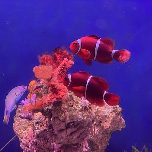 maroon clownfish (premnas biaculeatus)