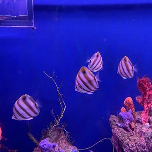 sixspine butterflyfish (parachaetodon ocellatus)