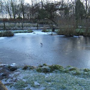 View of a frozen Martin Mere