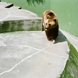Aalborg Zoo 1986 - Brown Bear