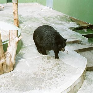 Aalborg Zoo 1986 - Asiatic Black Bear