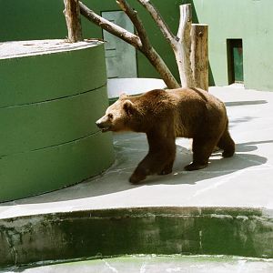 Aalborg Zoo 1986 - Brown Bear