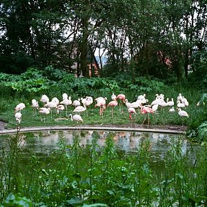 Aalborg Zoo 1986 - Flamingos