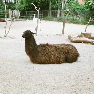 Aalborg Zoo 1986 - Llamas