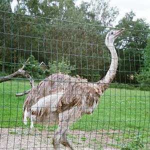 Aalborg Zoo 1986 - Nandu enclosure