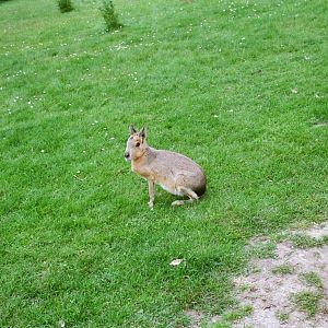 Aalborg Zoo 1986 - Mara