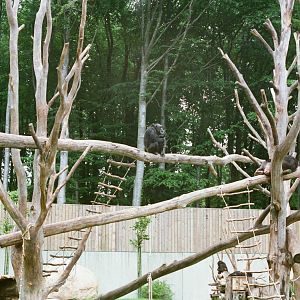 Aalborg Zoo 1986 - Chimpanzee exhibit