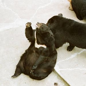 Aalborg Zoo 1986 - Asiatic Black Bears