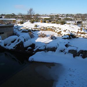 View of a very white Blackbrook Penguin enclosure