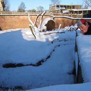 View of a very white Blackbrook Meerkat enclosure