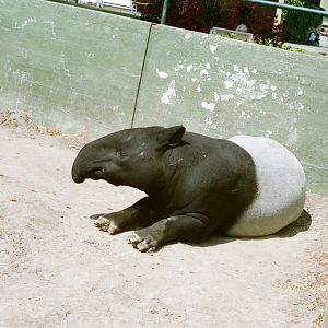 Aalborg Zoo 1986 - Malayan Tapir