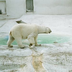 Aalborg Zoo 1986 - Second Polar Bear exhibit