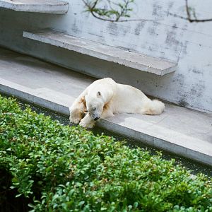 Aalborg Zoo 1986 - First Polar Bear exhibit