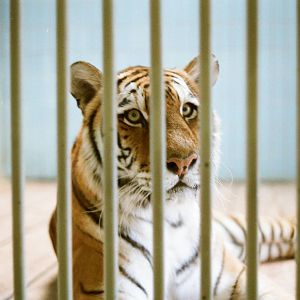 Aalborg Zoo 1986 - Siberian Tiger