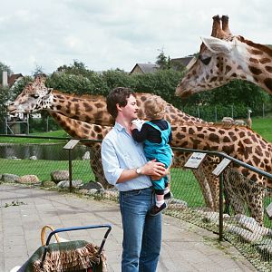 Aalborg Zoo 1986 - Giraffes inspecting zoo visitors