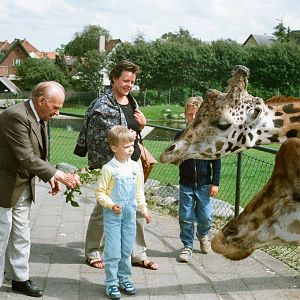 Aalborg Zoo 1986 - Giraffe feeding