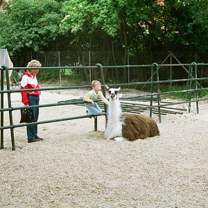 Aalborg Zoo 1986 - Llama enclosure