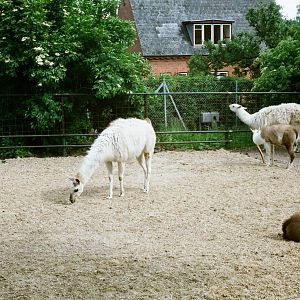 Aalborg Zoo 1986 - Llama enclosure