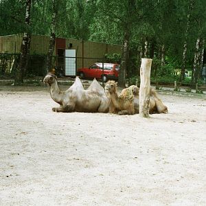 Aalborg Zoo 1986 - Camel enclosure