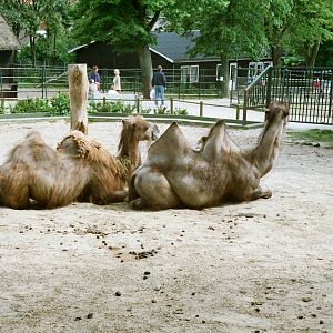 Aalborg Zoo 1986 - Camel enclosure