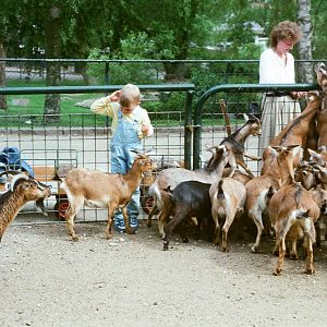 Aalborg Zoo 1986 - Petting Zoo