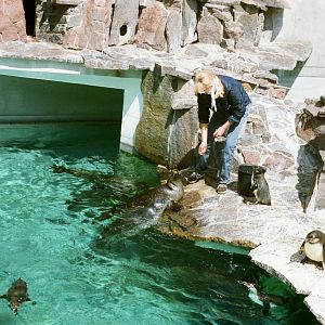 Aalborg Zoo 1986 - Common Seal and Humboldt Penguin feeding