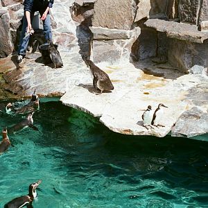 Aalborg Zoo 1986 - Humboldt Penguin feeding
