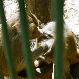 Aalborg Zoo 1986 - Baboons