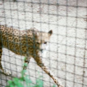 Aalborg Zoo 1986 - Cheetah