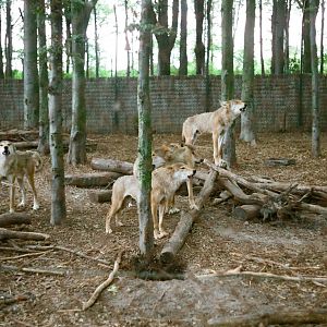 Aalborg Zoo 1986 - Wolf enclosure