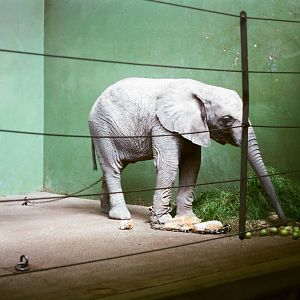 Aalborg Zoo 1986 - Inside the elephant house