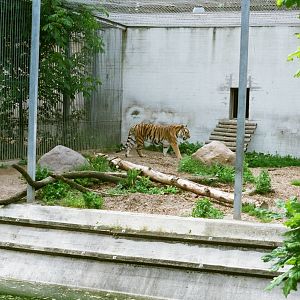 Aalborg Zoo 1986 - Siberian Tiger exhibit