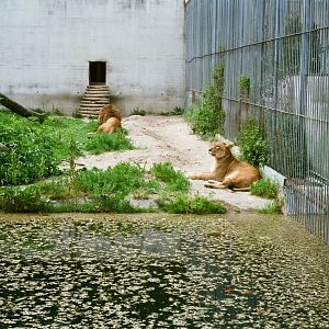 Aalborg Zoo 1986 - Asiatic Lion exhibit