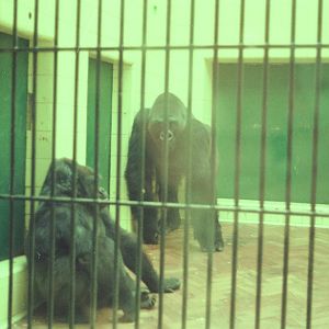 Lisbon Zoo Circa 1978 - Old Ape House