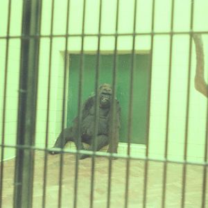 Lisbon Zoo Circa 1978 - Old Ape House