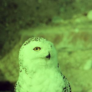 Lisbon Zoo Circa 1978 - Snow Owl