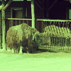 Lisbon Zoo Circa 1978 - Muskox