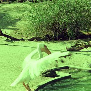 Lisbon Zoo Circa 1978 - Pelican