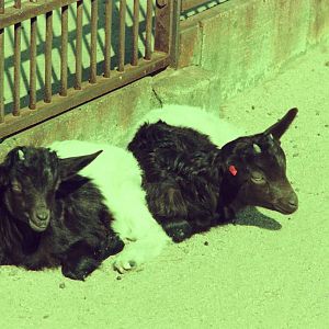 Lisbon Zoo Circa 1978 - Goat kids
