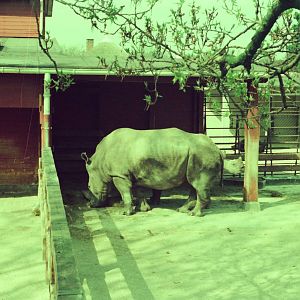 Lisbon Zoo Circa 1978 - White Rhinoceros exhibit