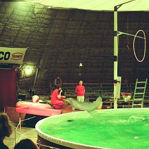 Lisbon Zoo Circa 1978 - Dolphin show