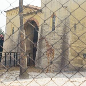 Lisbon Zoo Circa 1978 - Giraffe enclosure