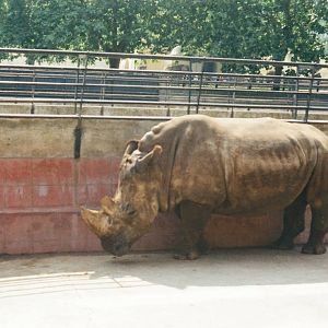 Lisbon Zoo Circa 1978 - White Rhinoceros