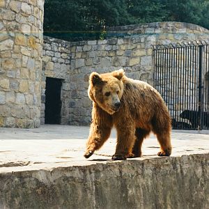Lisbon Zoo Circa 1978 - Brown Bear