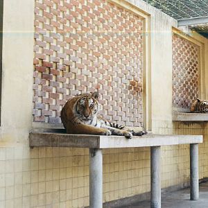 Lisbon Zoo Circa 1978 - Tigers