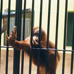 Lisbon Zoo Circa 1978 - Old Ape House