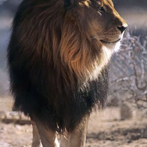 impressive male lion