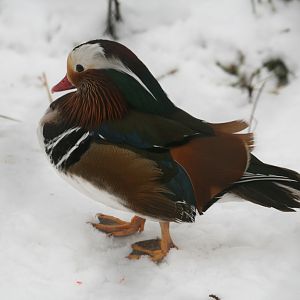 Male Mandarin