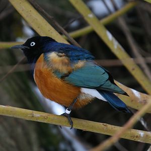 Cold Superb Spreo Starling