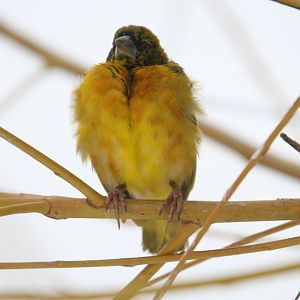 Village Weaver #1